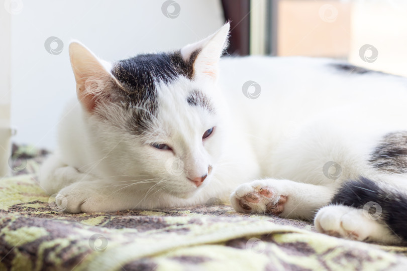 Скачать Спокойный солнечный кот, безмятежная домашняя сцена с изображением белого кота, мирно дремлющего на текстурированной ткани фотосток Ozero