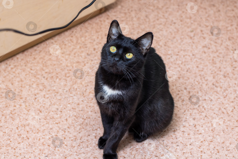 Скачать Уютная домашняя обстановка, демонстрирующая любопытную черную кошку с ярко-зелеными глазами и мягким освещением фотосток Ozero