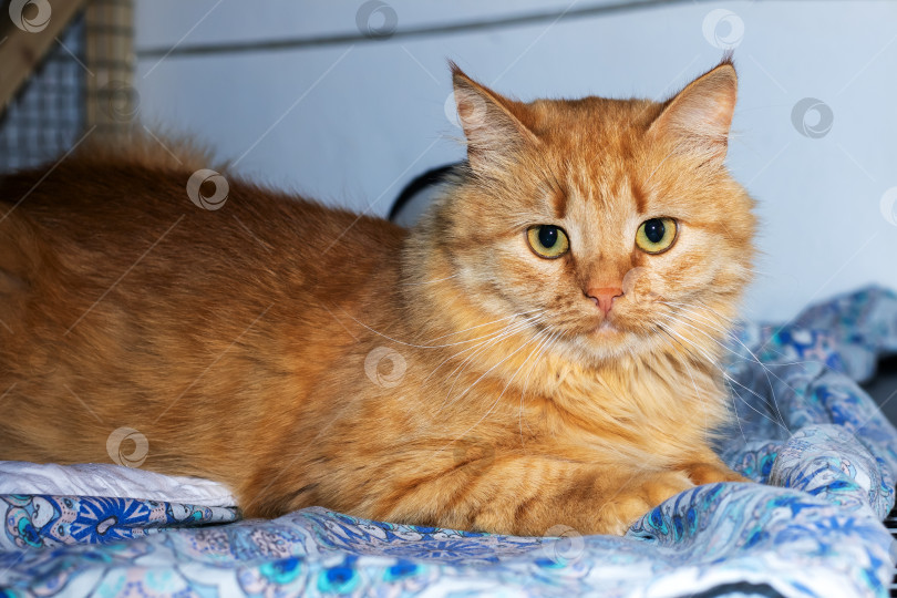 Скачать Безмятежная обстановка в помещении, демонстрирующая рыжего кота, уютно развалившегося на узорчатом одеяле фотосток Ozero