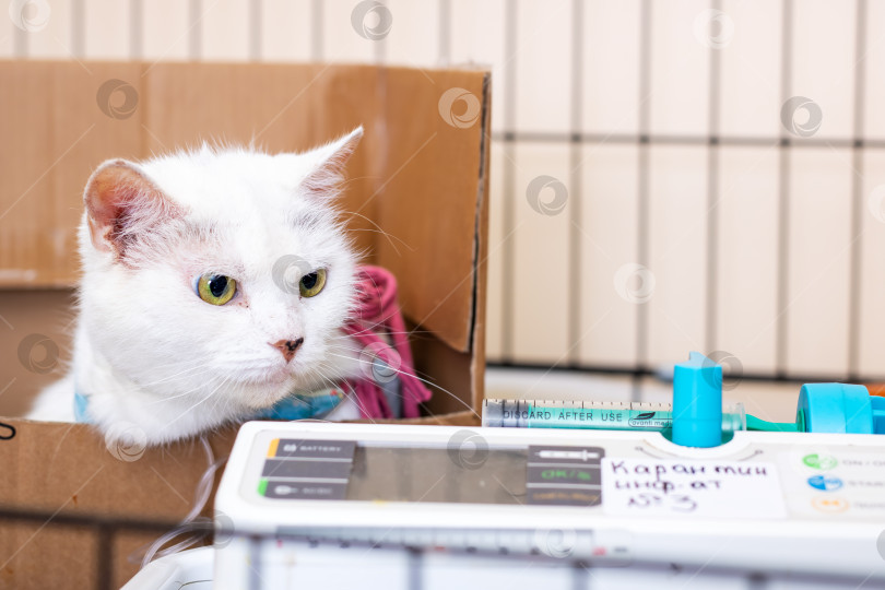 Скачать Спокойная кошка, получающая жидкости, Спокойная кошка, находящаяся на попечении рядом с лечебным учреждением и убежищем фотосток Ozero