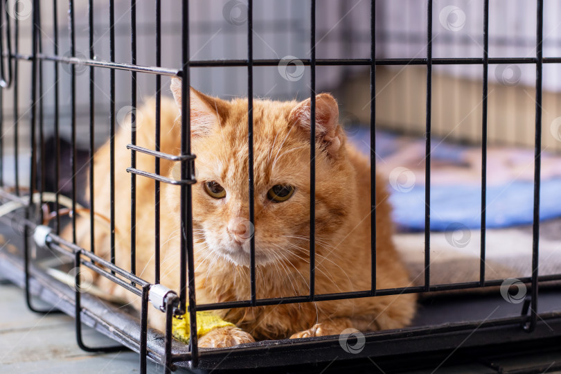 Скачать Спокойная рыжая кошка в приюте, Тихая рыжая кошка спокойно ждет своего нового дома в приюте фотосток Ozero