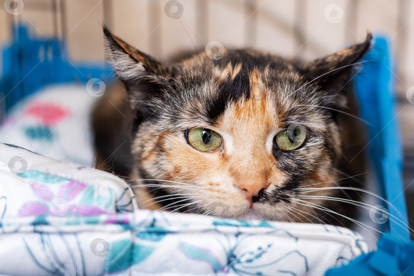 Скачать Кот Калико отдыхает, деревенский волонтер заботится об уязвимой кошке с обнадеживающим терпением фотосток Ozero