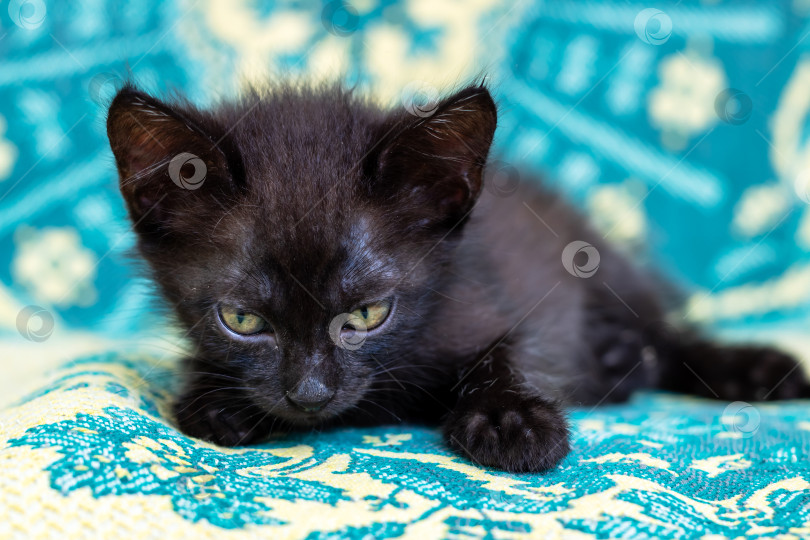 Скачать Очаровательный миниатюрный черный котенок с яркими глазами спокойно сидит на яркой ткани внутри фотосток Ozero