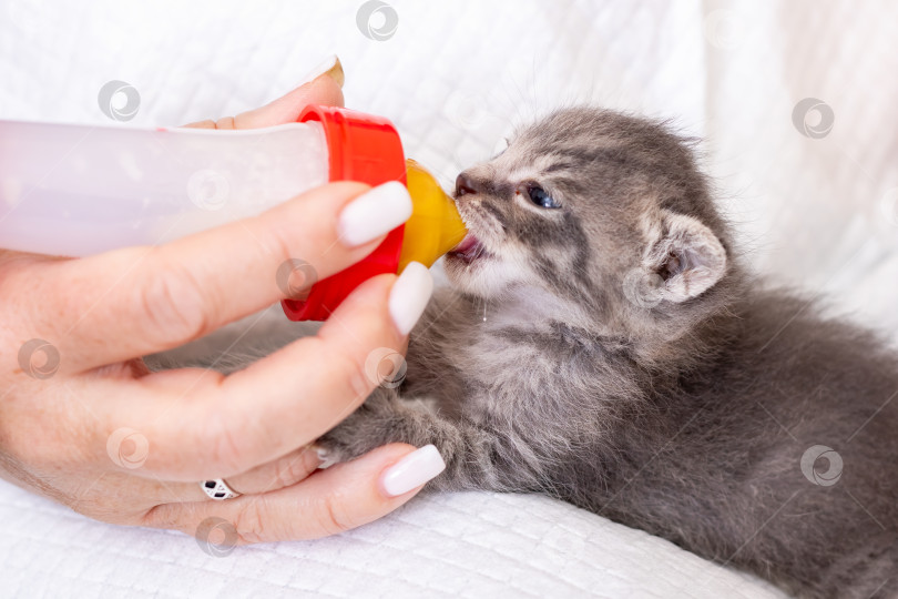 Скачать Маленькая кошка-сирота получает нежное питание из заботливых рук в мирной обстановке приюта фотосток Ozero