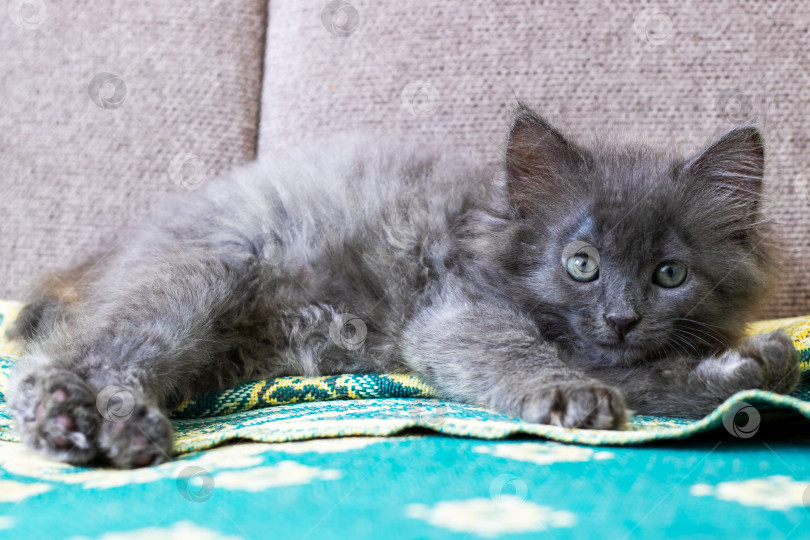 Скачать Очаровательный пушистый котенок отдыхает на одеяле, очаровательная серая кошечка лежит на уютной узорчатой ткани фотосток Ozero