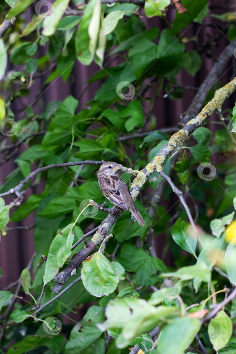 Скачать Маленькая сова наблюдает, Маленькая птичка на покрытой листвой ветке, Крошечная сова, замаскированная среди зеленой листвы фотосток Ozero