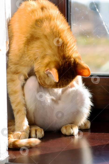 Скачать Кошки разделяют нежный момент, домашняя сцена, где кошки расслабляются и ухаживают за собой при теплом освещении фотосток Ozero