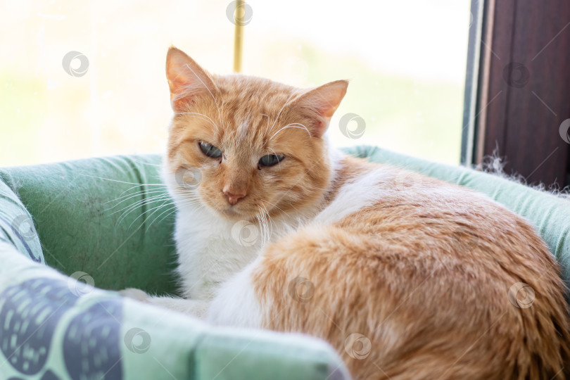 Скачать Довольный кошачьим комфортом, спокойный рыжий кот свернулся калачиком в лучах теплого солнечного света в тихом доме фотосток Ozero