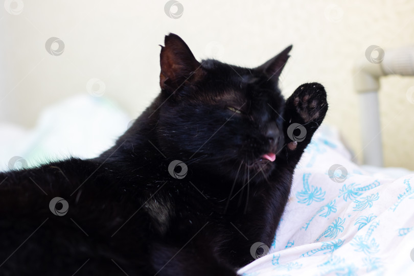 Скачать Элегантная сцена самообслуживания черной кошки, непринужденная домашняя уборка черной кошки на плюшевой подстилке фотосток Ozero