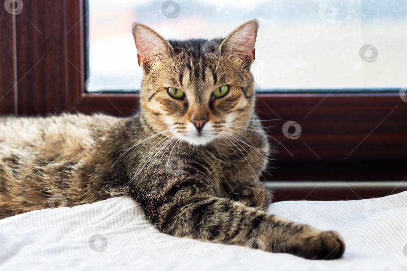 Скачать Сосредоточенный кот на подоконнике, Расслабленный кот внимательно наблюдает за происходящим снаружи с подоконника фотосток Ozero
