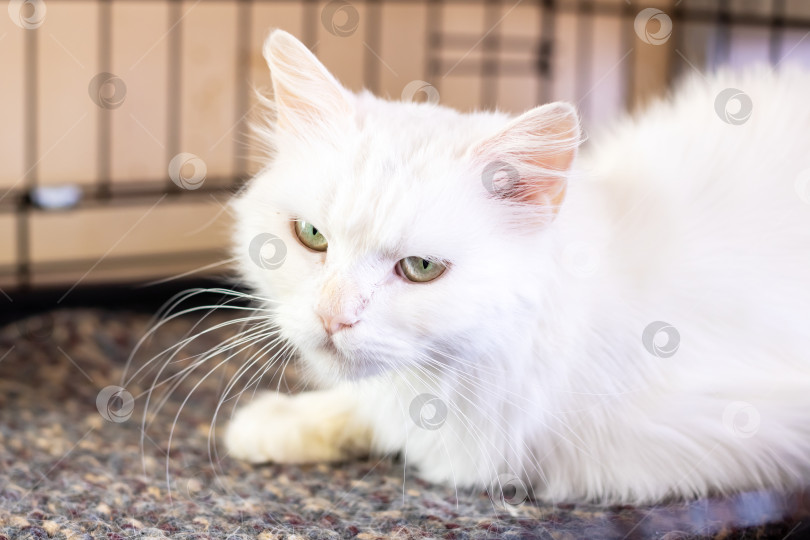 Скачать Спокойная кошачья обстановка, Нежная кошка с мягкой шерстью и внимательным взглядом, сохраняющая спокойствие в своем вольере фотосток Ozero