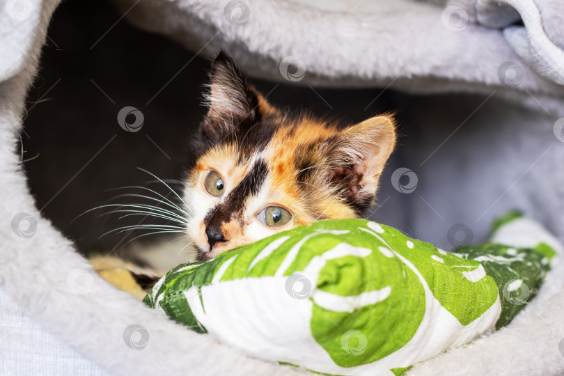 Скачать Игривое кошачье любопытство, молодая кошка с яркими янтарными глазами и мягкой шерсткой в уютной оправе фотосток Ozero