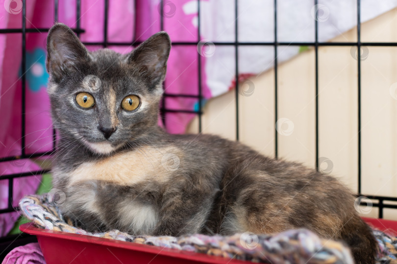 Скачать Безмятежная молодая кошка с янтарными глазами мирно отдыхает в укрытии, окруженном проволочными заграждениями фотосток Ozero