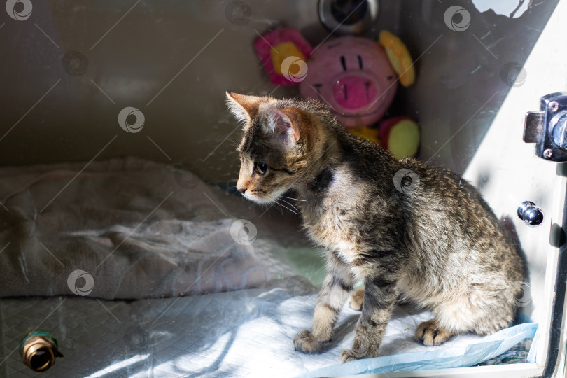 Скачать Очаровательный котенок из приюта, полный надежд котенок, сидящий среди мягких одеял и ласкового солнечного света фотосток Ozero