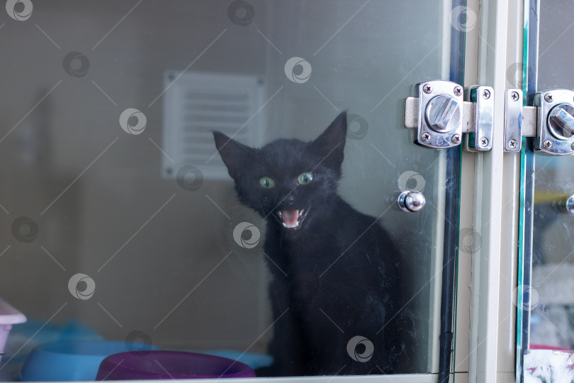 Скачать Встревоженная кошка с открытой пастью и оскаленными зубами сигнализирует о бедствии и потребности в заботе фотосток Ozero