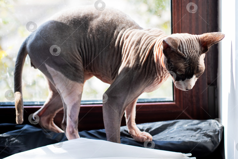 Скачать Сфинкс спокойно осматривает карниз, Безволосый сфинкс смотрит на карниз с пристальным вниманием фотосток Ozero