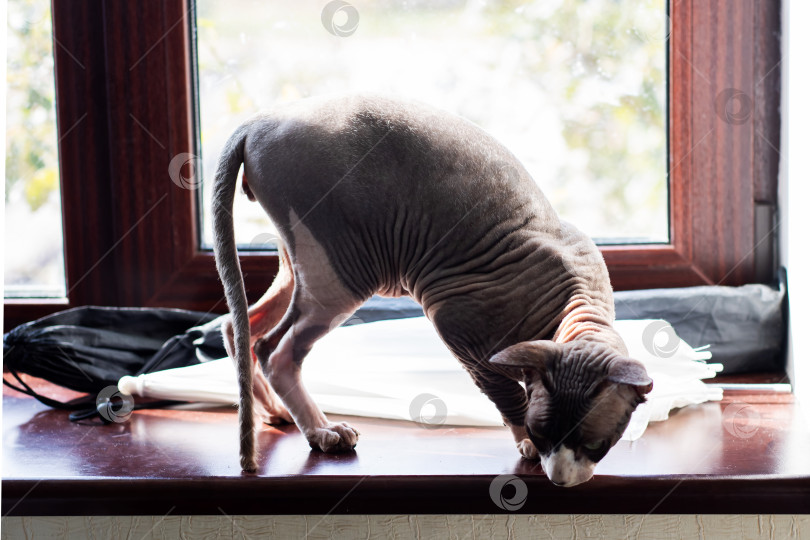 Скачать Сфинкс на подоконнике изучает солнечный свет, Безволосая кошка изучает залитый солнцем край окна фотосток Ozero