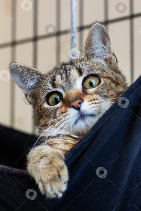 Скачать Милый залатанный котенок выглядывает из уютного укрытия с яркими настороженными глазками и крошечными цепкими лапками фотосток Ozero