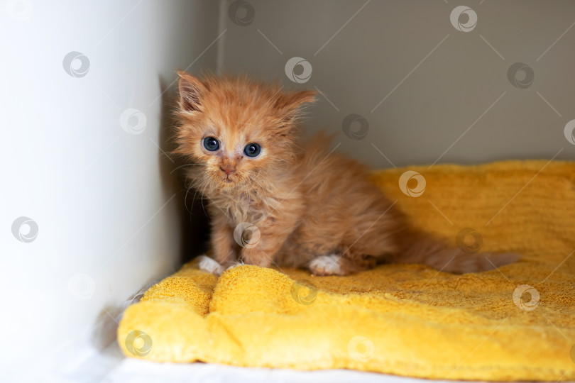 Скачать Молодая кошка тихо прячется, испуганный рыжий котенок находит утешение в уютном уголке фотосток Ozero