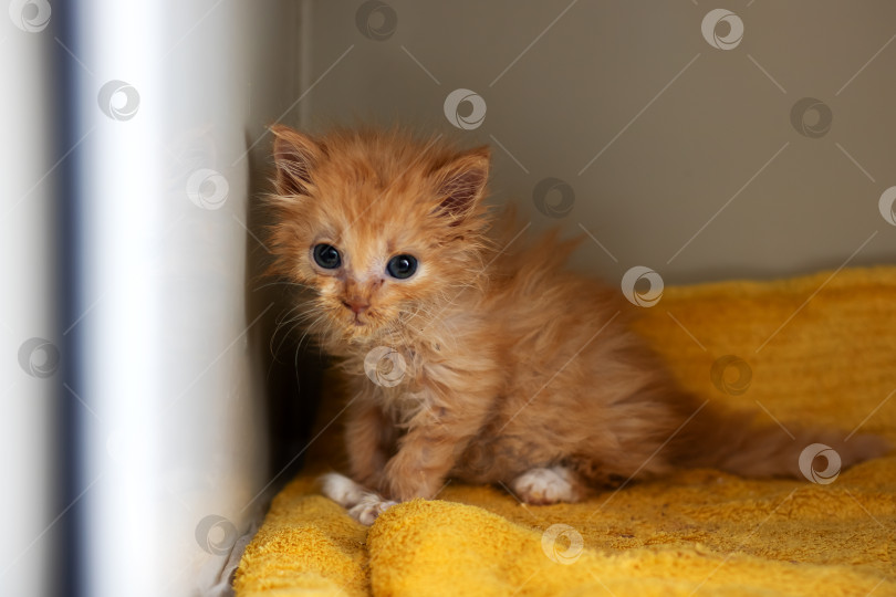 Скачать Маленький рыжий котенок, нежный выцветший комочек шерсти, в уютной заботливой обстановке, за которым регулярно наблюдают фотосток Ozero