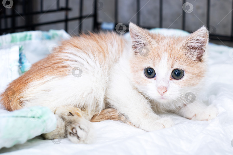 Скачать Кошка спокойно отдыхает, домашний котенок с нежным любопытством мирно отдыхает в вольере. фотосток Ozero