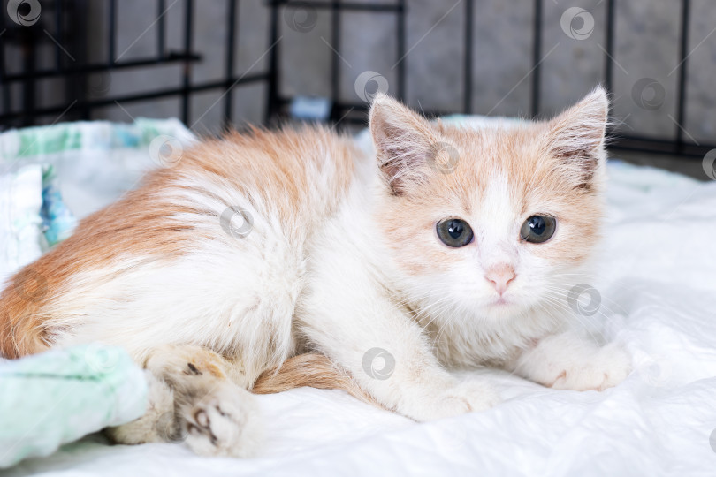 Скачать Очаровательный котенок отдыхает, милый котенок с широко раскрытыми глазами, выставленный в уютном приюте фотосток Ozero