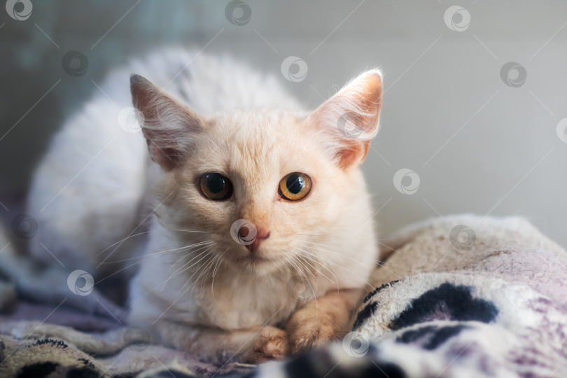 Скачать Котенок на одеяле, кошка кремового цвета, мирно отдыхающая в уютной домашней обстановке фотосток Ozero