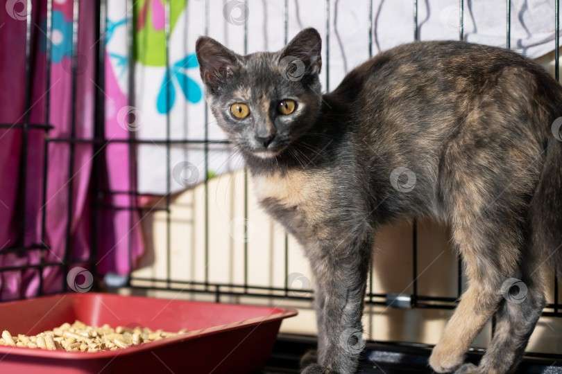 Скачать Внимательно изучающий кот с настороженным поведением и ярким занавесом на заднем плане в обстановке усыновления фотосток Ozero