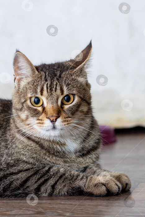 Скачать Кошка, отдыхающая в помещении, безмятежная домашняя кошка с мягкой шерстью и яркими отметинами фотосток Ozero