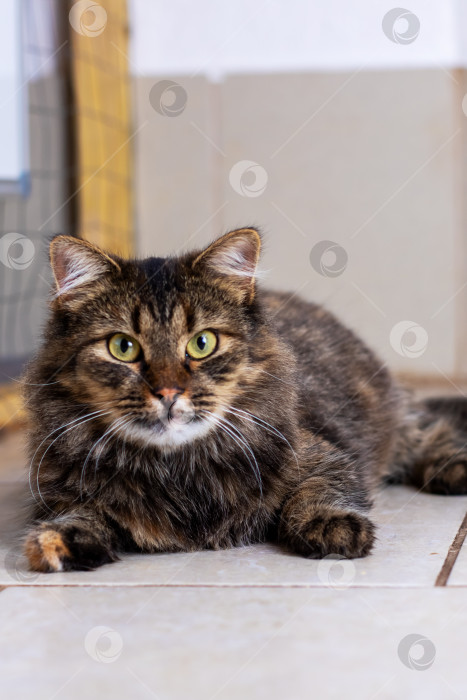 Скачать Жизнерадостная кошка с задумчивым взглядом, уютная полосатая кошка с осторожным, но полным надежды выражением лица фотосток Ozero