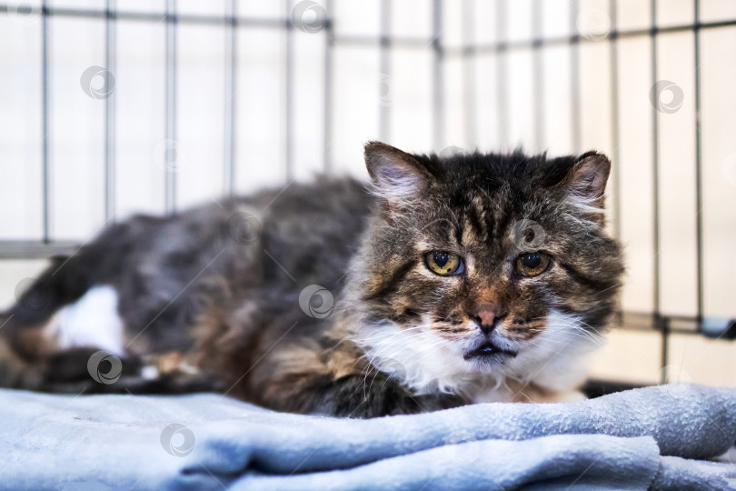 Скачать Пожилая кошка обретает спокойный отдых в уютном убежище под бдительным присмотром любящего опекуна фотосток Ozero