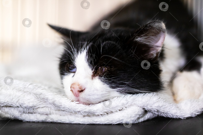 Скачать Нежная сцена с изображением отдыхающей кошки с детализированной шерстью и сострадательным вниманием ветеринара фотосток Ozero