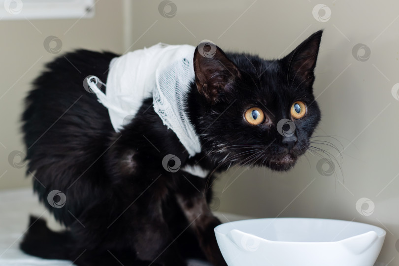 Скачать Раненая кошка с медицинскими повязками, восстанавливающая силы черная кошка с забинтованной шеей и внимательным взглядом фотосток Ozero
