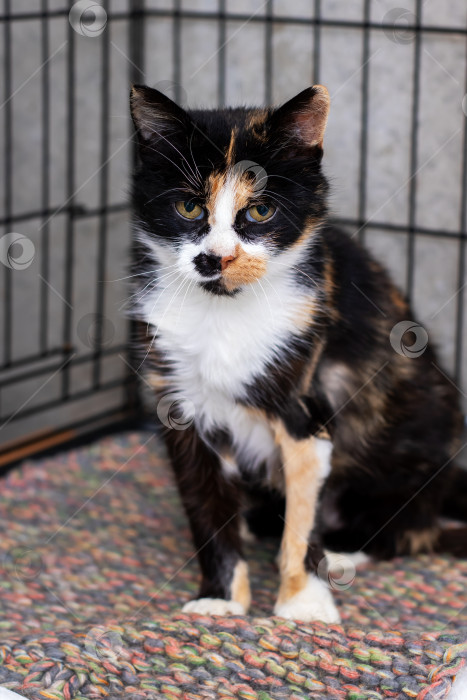 Скачать Настороженная ситцевая кошка со смешанными цветами меха осматривает окрестности из внутреннего укрытия фотосток Ozero