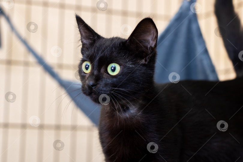 Скачать Черная кошка с ярко-зелеными глазами, демонстрирующая настороженность и готовность к новой семье фотосток Ozero