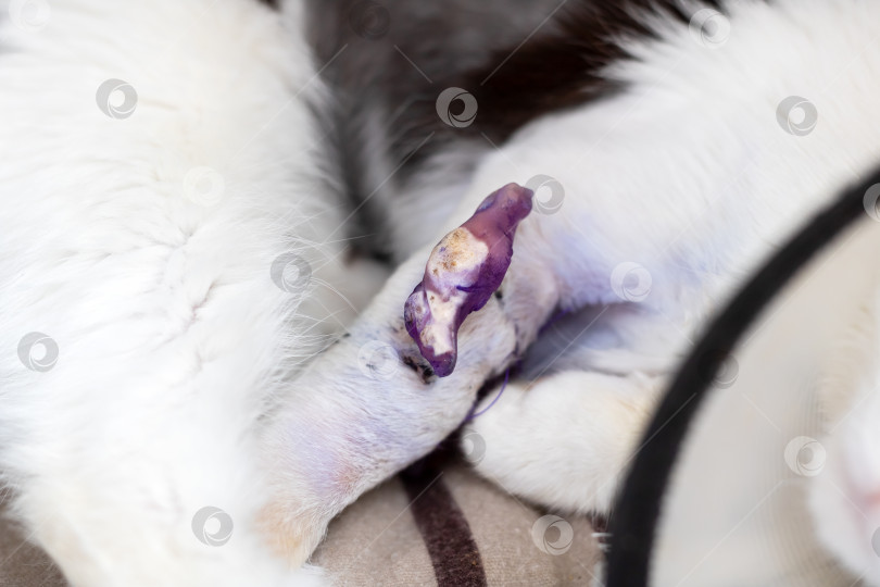 Скачать Раненая лапка маленького котенка сильно пострадала, но впоследствии получила надлежащую защиту и уход фотосток Ozero