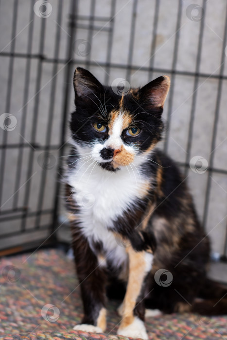 Скачать Яркая кошка в приюте, Приютите ситцевую кошку с ярким лоскутным мехом, ожидающую ухода фотосток Ozero