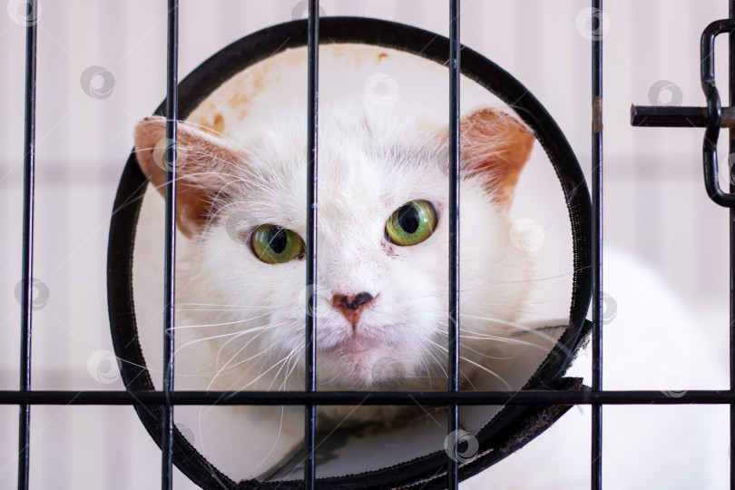 Скачать Кошка в конусе восстановления, хирургический пациент, кошка с ошейником в ветеринарной стерильной среде фотосток Ozero