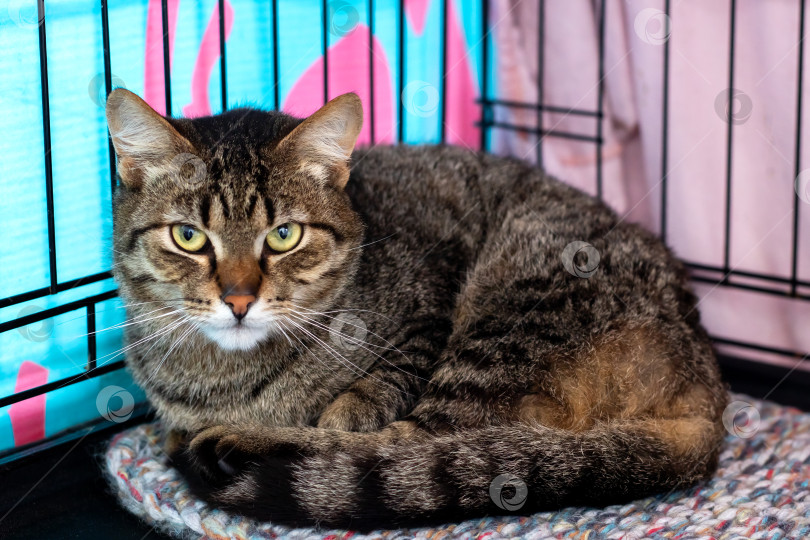 Скачать Тихая кошка нежится на одеяле, Мирная полосатая кошка свернулась калачиком на мягкой подстилке в укрытии фотосток Ozero