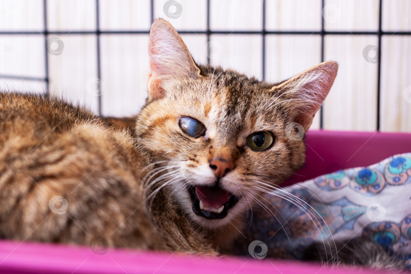 Скачать Проявляя тревожность, кошка проявляет признаки страха и дискомфорта в условиях приюта фотосток Ozero