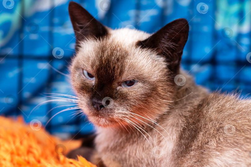 Скачать Безмятежная домашняя сцена с величественной сиамской кошкой с полуприкрытыми глазами и утонченной осанкой. фотосток Ozero