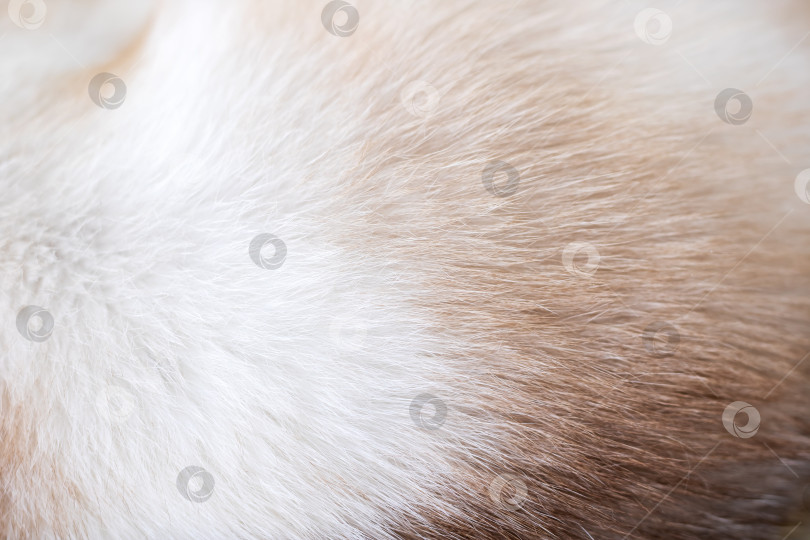 Скачать Деталь из меха домашнего животного, интимный снимок, подчеркивающий нежную мягкость и насыщенное тепло меха животного фотосток Ozero