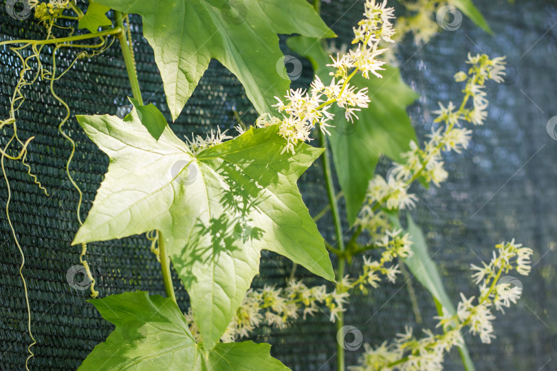 Скачать Яркие виноградные лозы с распускающимися побегами, пышная зелень, вплетенная в сияющие цветы фотосток Ozero