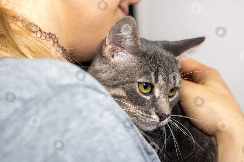 Скачать Медицинский работник бережно обеспечивает комфорт и стабильность испуганной кошке во время визитов к ветеринару фотосток Ozero