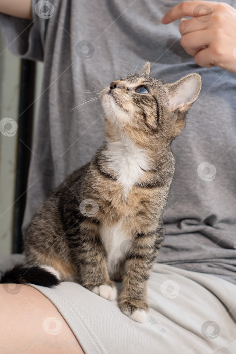 Скачать Молодая кошка удобно устроилась на хозяине, очаровательный полосатый котик наслаждается временем, проведенным в объятиях хозяина фотосток Ozero
