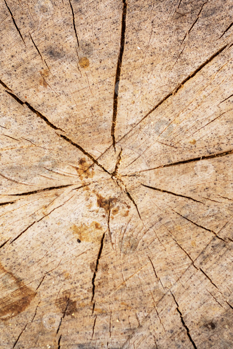 Скачать Крупный план старого ствола дерева, на котором видны детализированные годичные кольца и выветренная поверхность фотосток Ozero