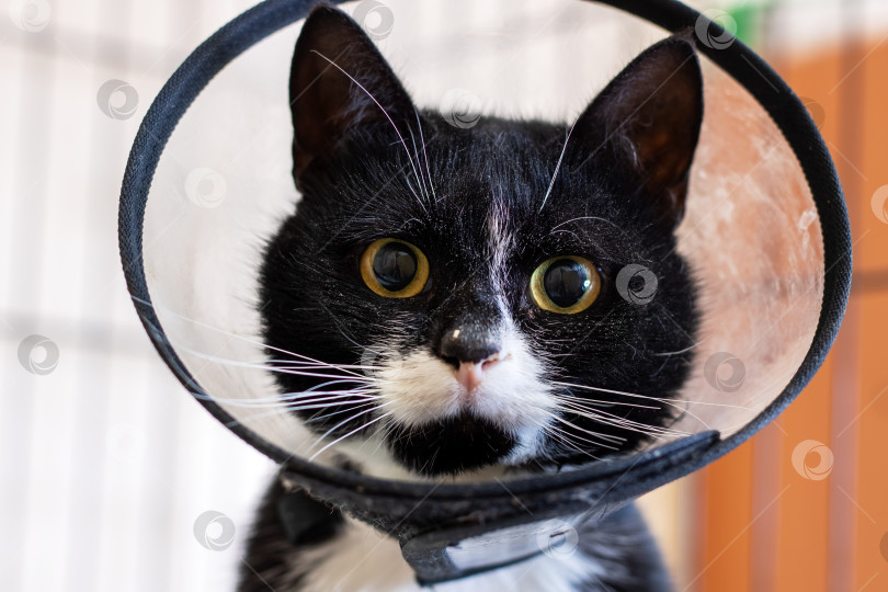 Скачать Полный надежды кошачий взгляд, Кот с широко раскрытыми глазами и блестящей шерстью, кот в смокинге смотрит сквозь клетку с выражением надежды на лице фотосток Ozero