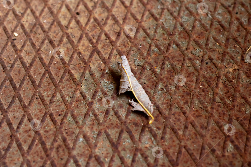 Скачать Фотография городской природы с изображением крошечного кузнечика, передвигающегося по выветренному металлическому полу фотосток Ozero