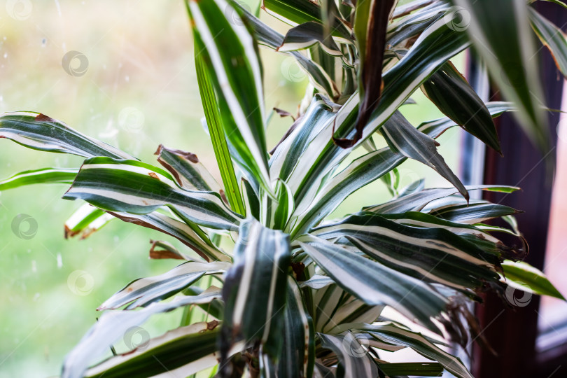 Скачать Листья драцены в уютной обстановке, яркий утренний свет подчеркивает яркие детали листвы фотосток Ozero