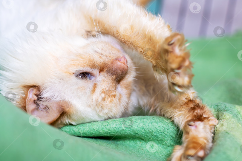 Скачать Спокойный рыжий котенок свернулся калачиком на плюшевом одеяле, демонстрируя расслабленное и умиротворенное поведение фотосток Ozero